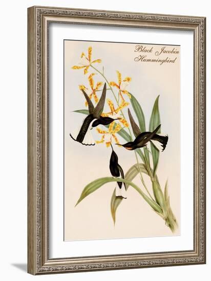 Black Jacobin Hummingbird-John Gould-Framed Art Print