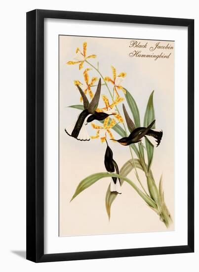 Black Jacobin Hummingbird-John Gould-Framed Art Print