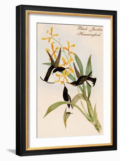 Black Jacobin Hummingbird-John Gould-Framed Art Print