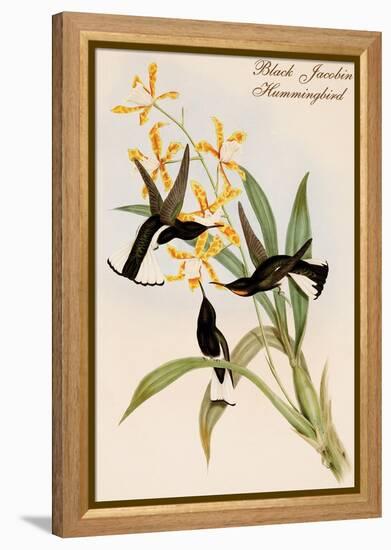 Black Jacobin Hummingbird-John Gould-Framed Stretched Canvas