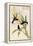 Black Jacobin Hummingbird-John Gould-Framed Stretched Canvas