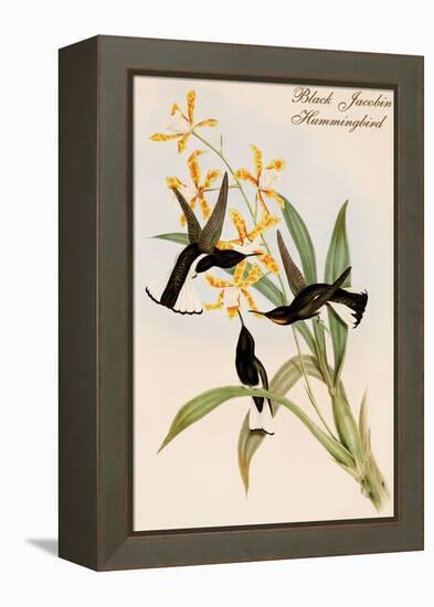 Black Jacobin Hummingbird-John Gould-Framed Stretched Canvas