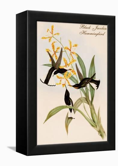 Black Jacobin Hummingbird-John Gould-Framed Stretched Canvas