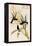 Black Jacobin Hummingbird-John Gould-Framed Stretched Canvas