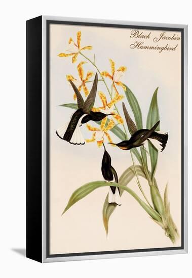 Black Jacobin Hummingbird-John Gould-Framed Stretched Canvas