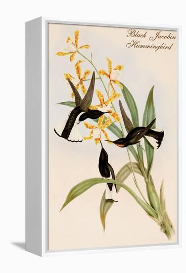 Black Jacobin Hummingbird-John Gould-Framed Stretched Canvas