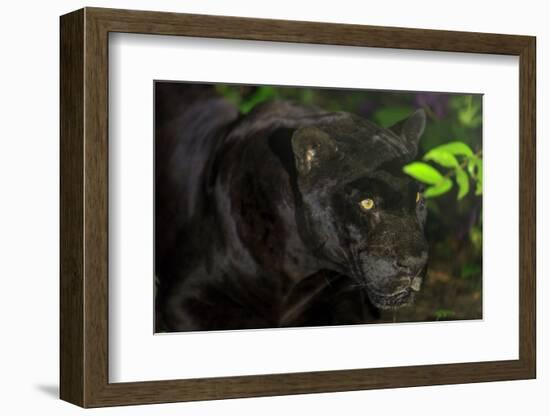 Black Jaguar, Belize City, Belize, Central America-Stuart Westmorland-Framed Photographic Print