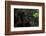 Black Jaguar, Belize City, Belize, Central America-Stuart Westmorland-Framed Photographic Print