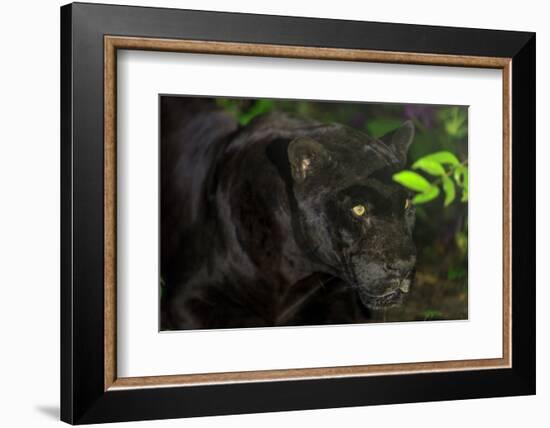 Black Jaguar, Belize City, Belize, Central America-Stuart Westmorland-Framed Photographic Print