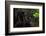 Black Jaguar, Belize City, Belize, Central America-Stuart Westmorland-Framed Photographic Print