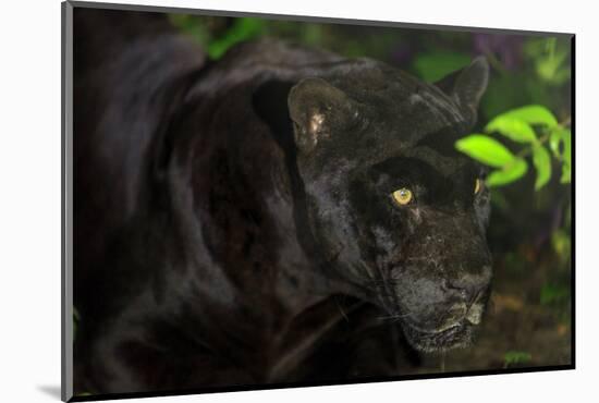 Black Jaguar, Belize City, Belize, Central America-Stuart Westmorland-Mounted Photographic Print