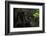 Black Jaguar, Belize City, Belize, Central America-Stuart Westmorland-Framed Photographic Print