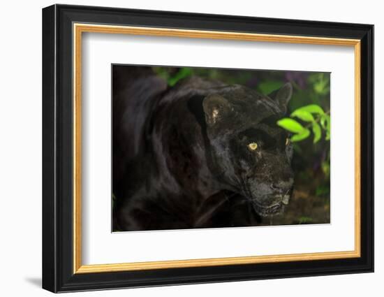 Black Jaguar, Belize City, Belize, Central America-Stuart Westmorland-Framed Photographic Print