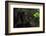 Black Jaguar, Belize City, Belize, Central America-Stuart Westmorland-Framed Photographic Print