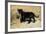 Black Jaguar (Panthera Onca) Kitten, Captive-Charlie Summers-Framed Photographic Print