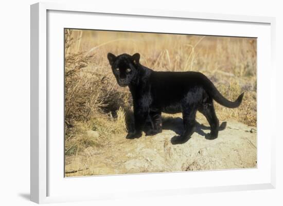 Black Jaguar (Panthera Onca) Kitten, Captive-Charlie Summers-Framed Photographic Print