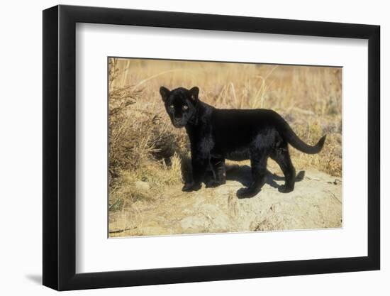 Black Jaguar (Panthera Onca) Kitten, Captive-Charlie Summers-Framed Photographic Print