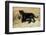 Black Jaguar (Panthera Onca) Kitten, Captive-Charlie Summers-Framed Photographic Print