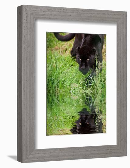 Black Jaguar Panthera Onca Prowling through Long Grass Reflected in Calm Water-Veneratio-Framed Photographic Print