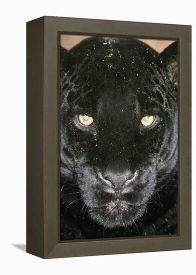 Black Jaguar-null-Framed Premier Image Canvas