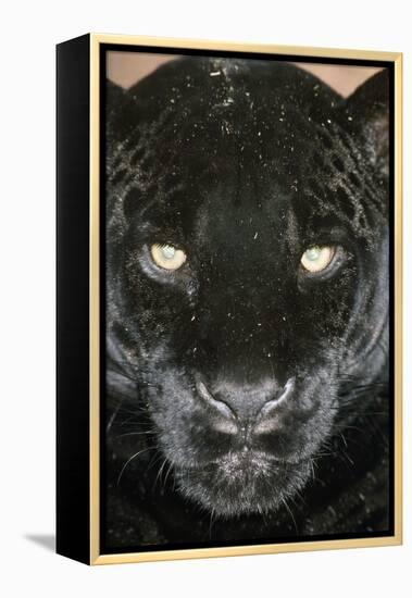 Black Jaguar-null-Framed Premier Image Canvas