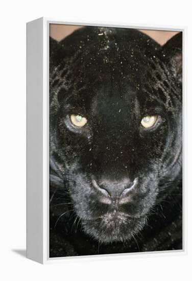 Black Jaguar-null-Framed Premier Image Canvas