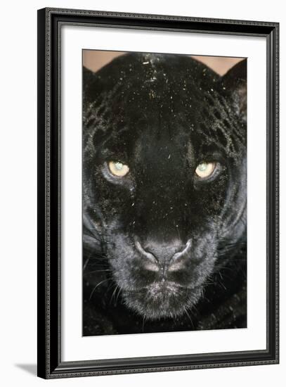 Black Jaguar-null-Framed Photographic Print