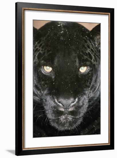 Black Jaguar-null-Framed Photographic Print