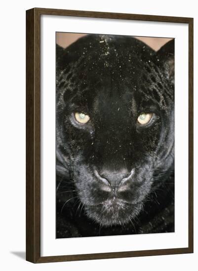 Black Jaguar-null-Framed Photographic Print