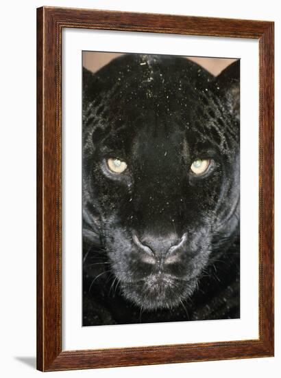 Black Jaguar-null-Framed Photographic Print