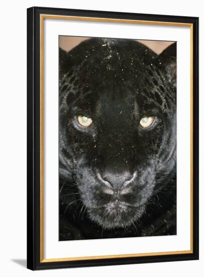 Black Jaguar-null-Framed Photographic Print