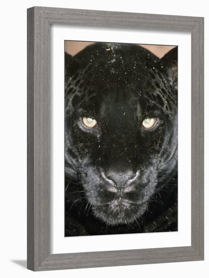 Black Jaguar-null-Framed Photographic Print