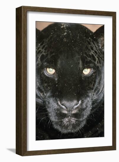 Black Jaguar-null-Framed Photographic Print