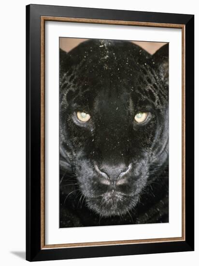 Black Jaguar-null-Framed Photographic Print