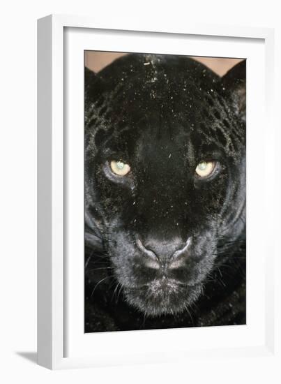 Black Jaguar-null-Framed Photographic Print