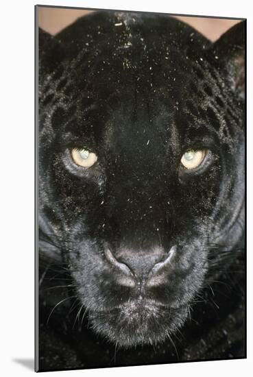 Black Jaguar-null-Mounted Photographic Print