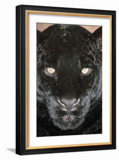 Black Jaguar-null-Framed Photographic Print