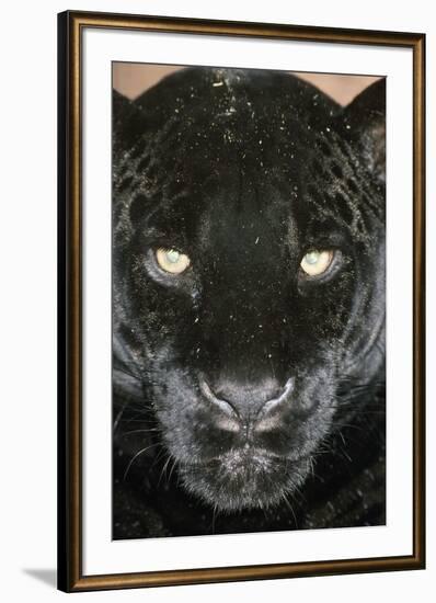 Black Jaguar-null-Framed Photographic Print