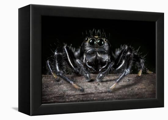 Black Jumping Spider (Salticidae)-Alex Hyde-Framed Premier Image Canvas