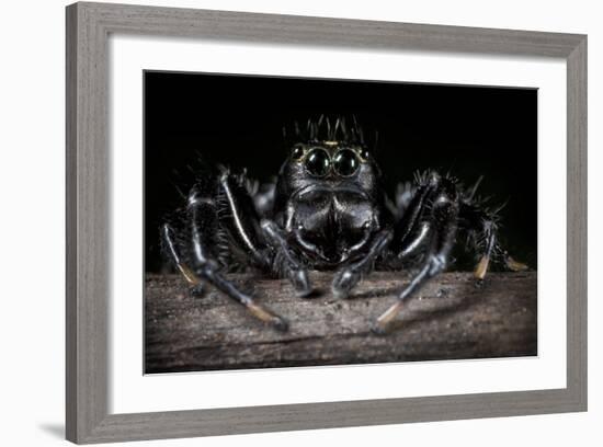 Black Jumping Spider (Salticidae)-Alex Hyde-Framed Photographic Print