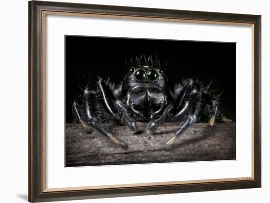 Black Jumping Spider (Salticidae)-Alex Hyde-Framed Photographic Print