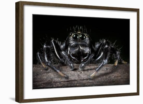 Black Jumping Spider (Salticidae)-Alex Hyde-Framed Photographic Print