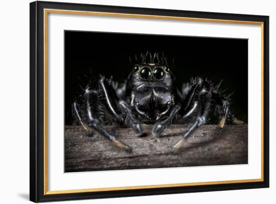 Black Jumping Spider (Salticidae)-Alex Hyde-Framed Photographic Print