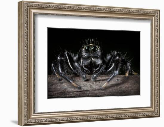 Black Jumping Spider (Salticidae)-Alex Hyde-Framed Photographic Print