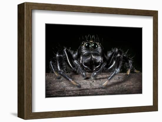 Black Jumping Spider (Salticidae)-Alex Hyde-Framed Photographic Print