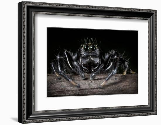 Black Jumping Spider (Salticidae)-Alex Hyde-Framed Photographic Print