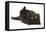 Black Kitten, 7 Weeks, Rolling on its Back-Mark Taylor-Framed Premier Image Canvas
