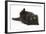 Black Kitten, 7 Weeks, Rolling on its Back-Mark Taylor-Framed Photographic Print