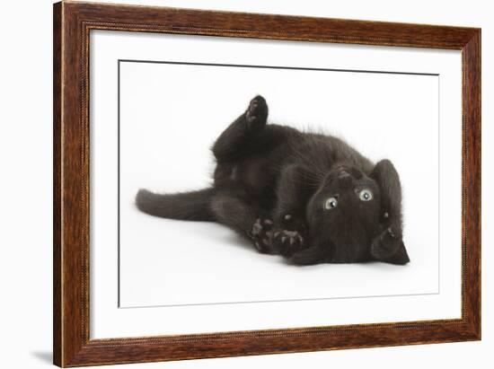 Black Kitten, 7 Weeks, Rolling on its Back-Mark Taylor-Framed Photographic Print