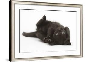 Black Kitten, 7 Weeks, Rolling on its Back-Mark Taylor-Framed Photographic Print